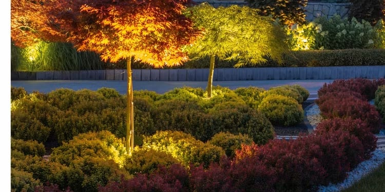 The Ultimate Nairobi Landscaping Guide: Best Trees to Plant for Privacy, Shade, and Fast Growth