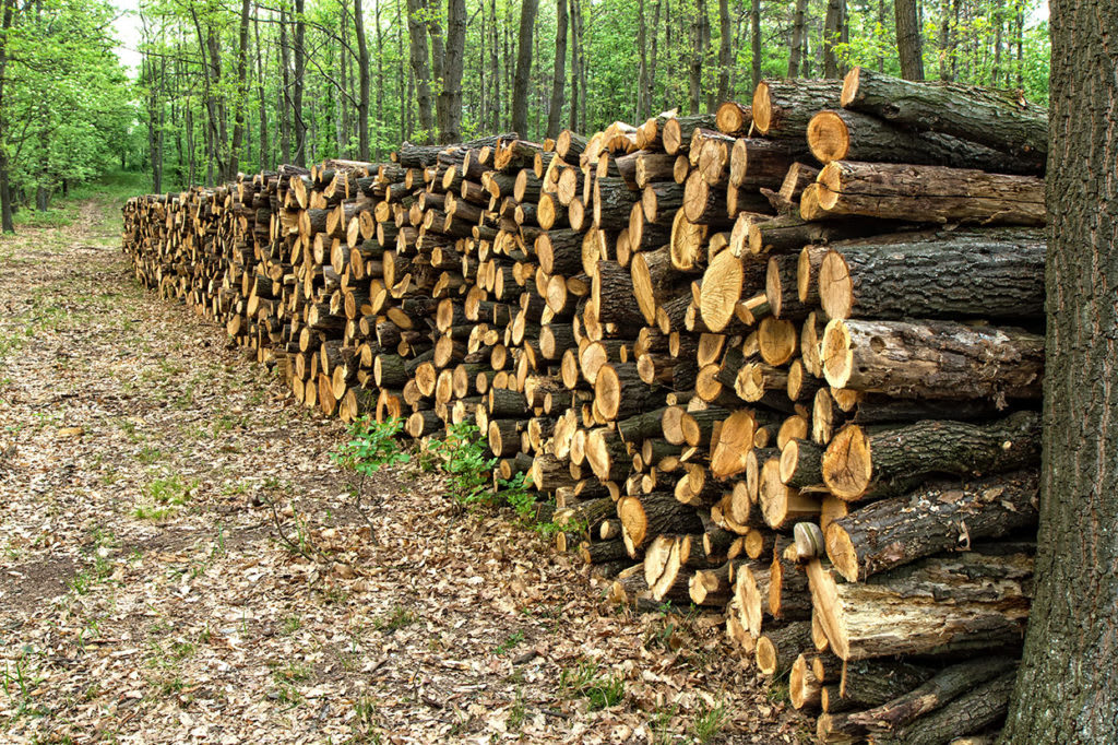 Commercial Timber in Nyeri and the Central Highlands: Turning Farmland Into a Long-Term Forestry Investment