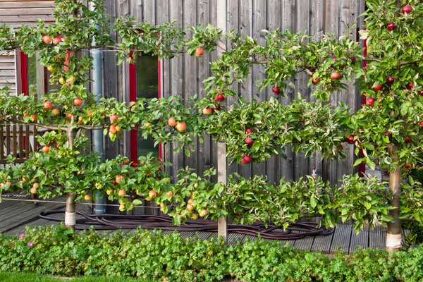 How to Grow a High-Yield Backyard Fruit Orchard in Nairobi: A Beginner's Guide