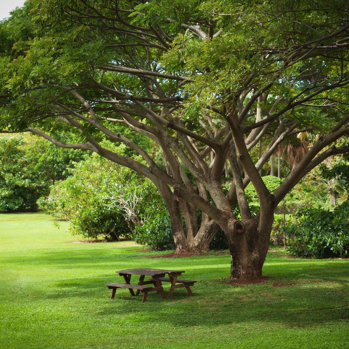 Top 5 Best Shade and Ornamental Trees for Nairobi Compounds