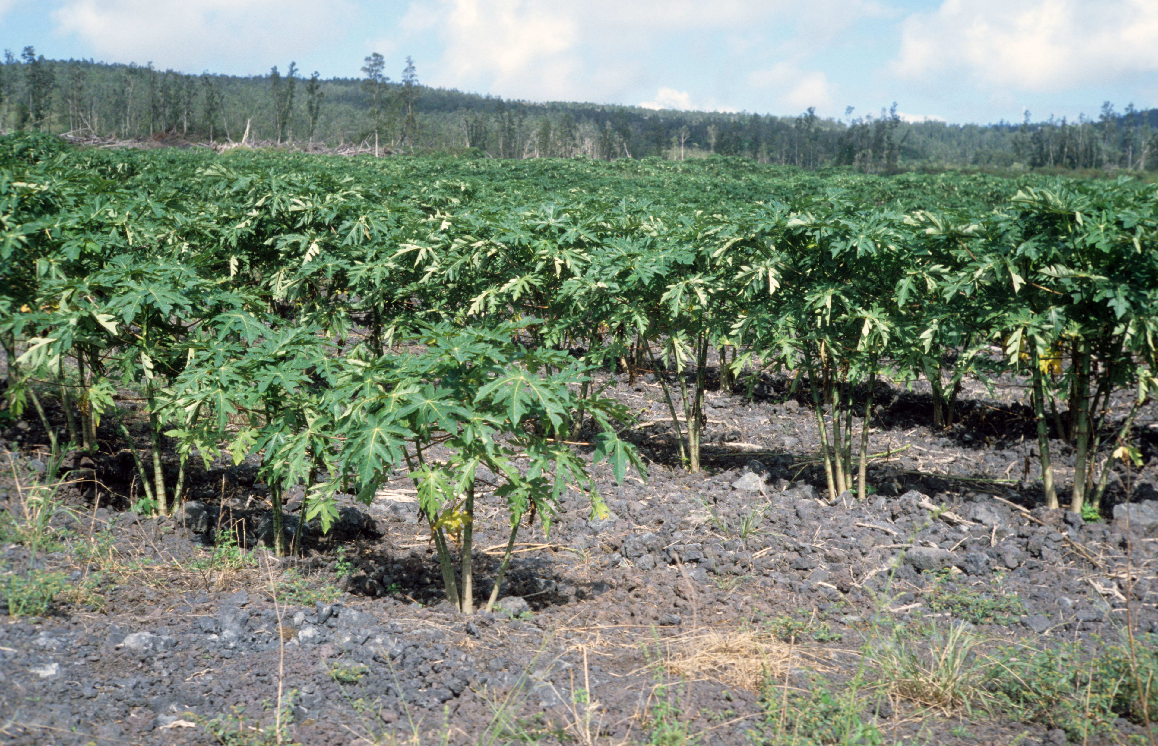 Best Economical and Productive Trees to Grow in Embu's Semi-Arid Zones