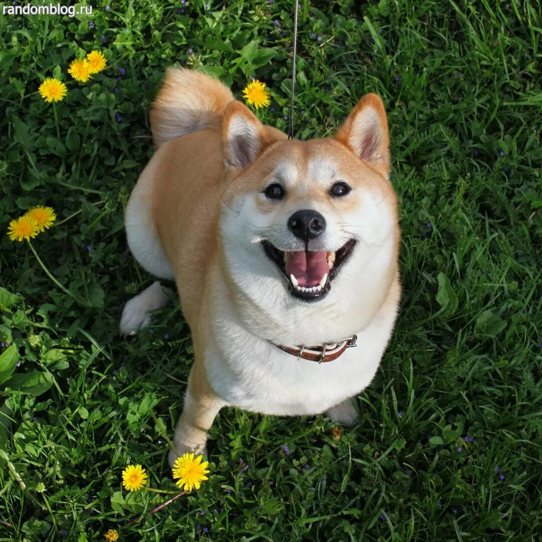 Hako