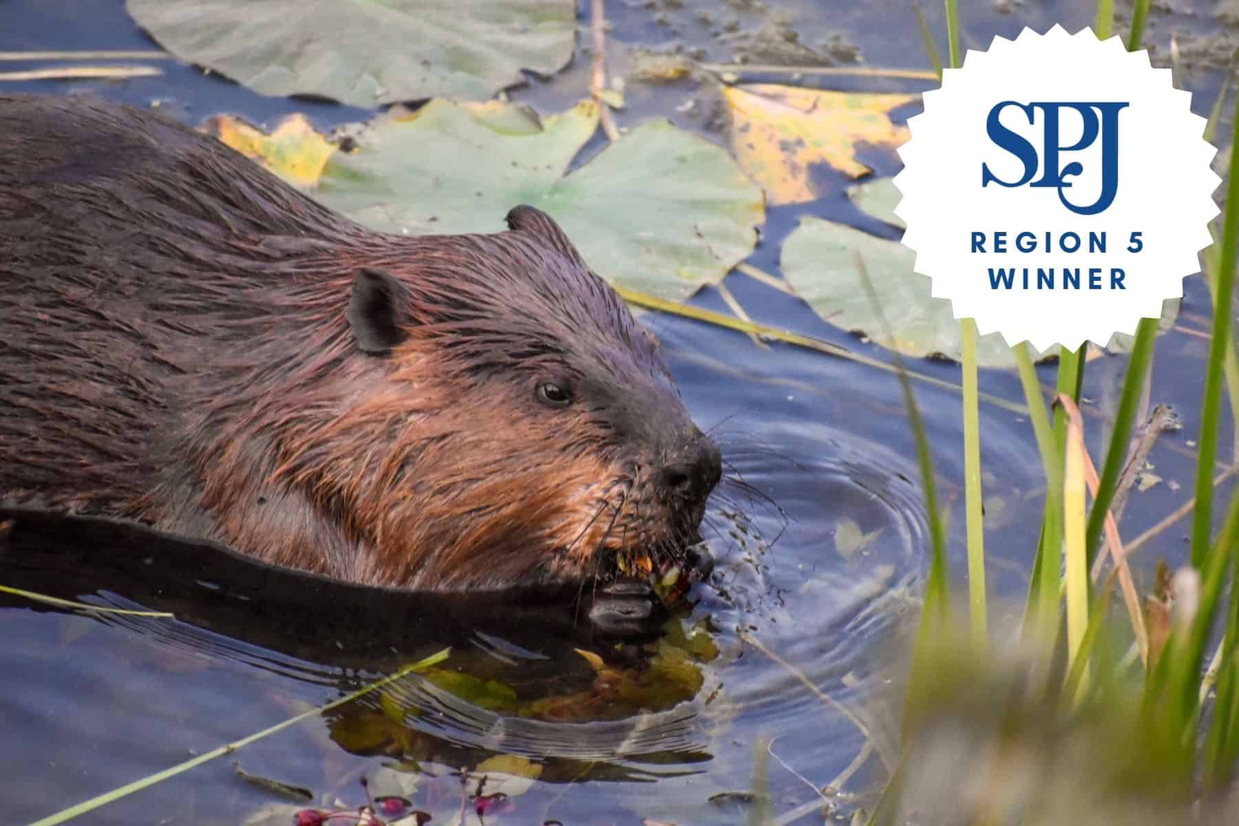 Community Rallies to Save Glenview Beavers – WNUR News