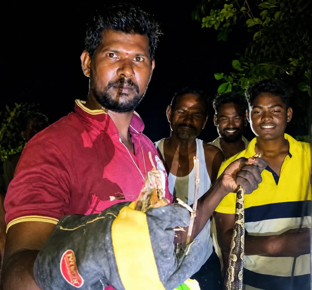 ఇంటి పెరట్లో 8 అడుగుల కొండచిలువ.