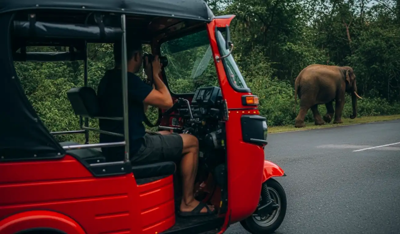 taking photos of the elephant while in the vehicle