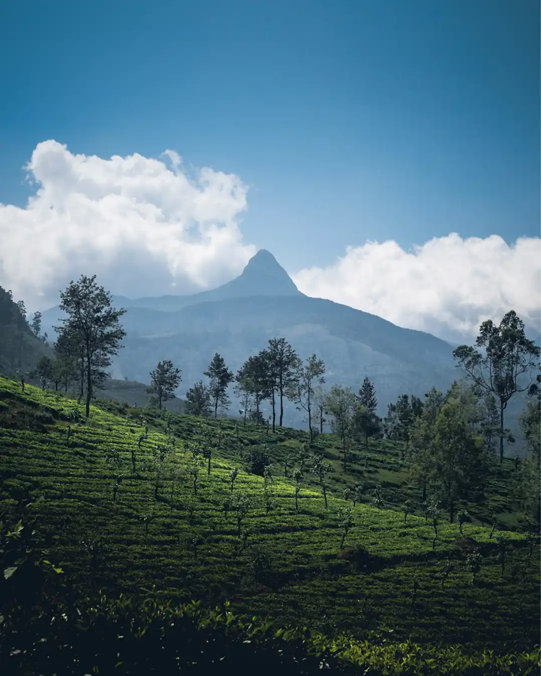 The conical shape of Adam's Peak seen from a distance, rising above lush, green tea plantations under a blue sky.