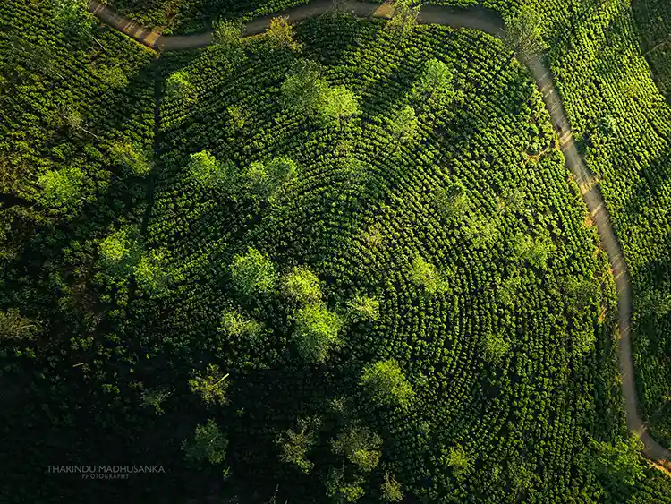 Drone shot of tea plantations in Sri Lanka