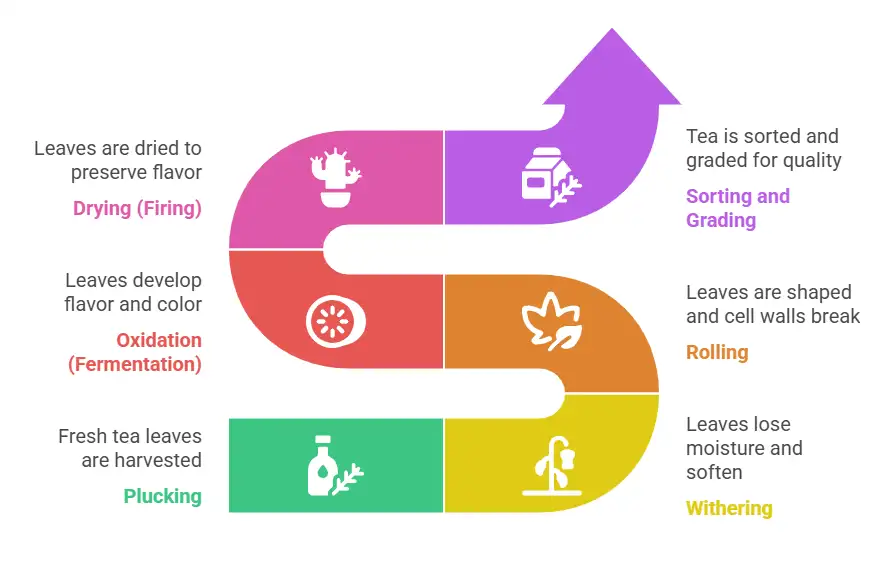 Diagram of the process of tea production