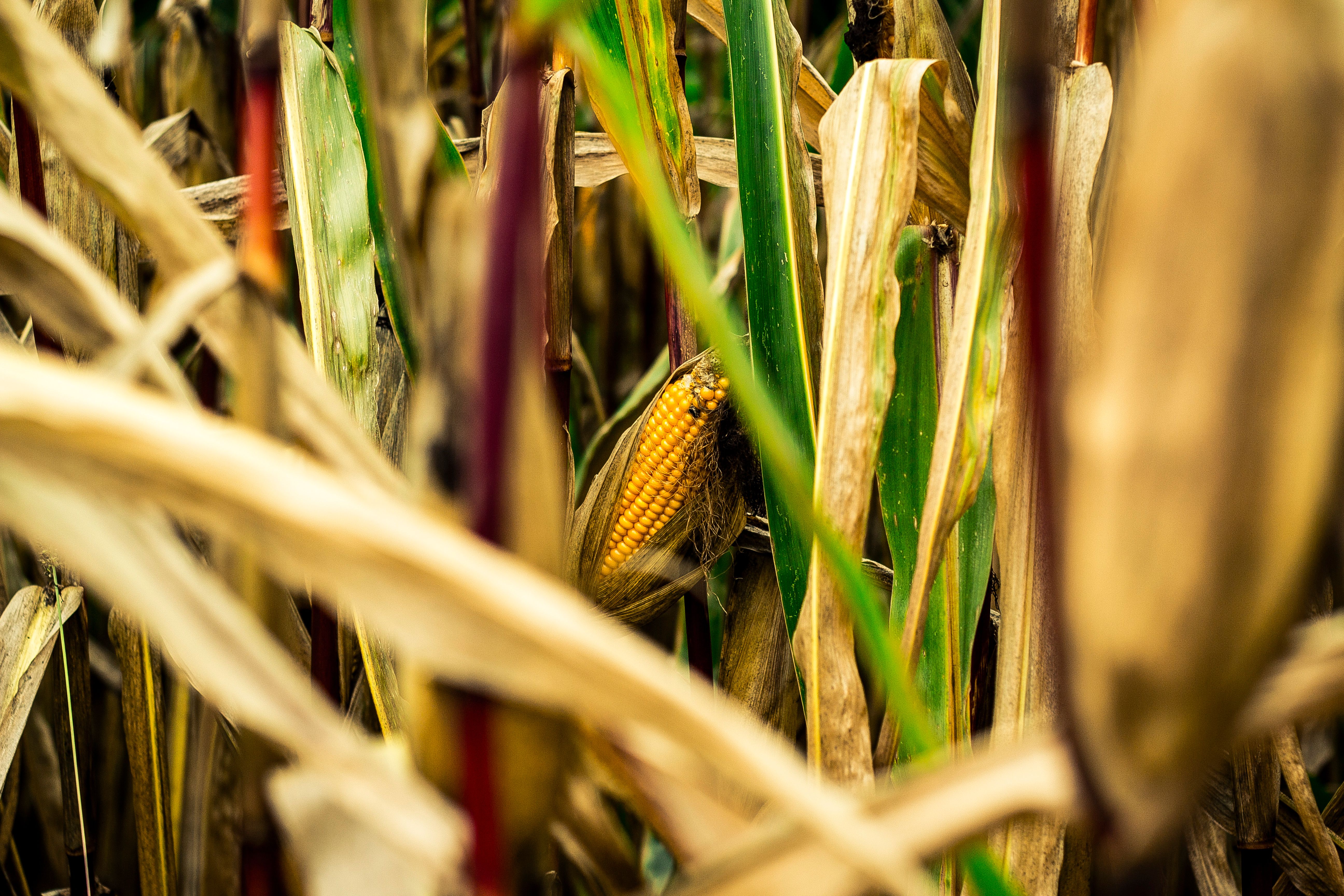 Rio Grande Valley Fresh — 3