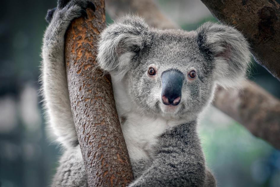 photo of a koala