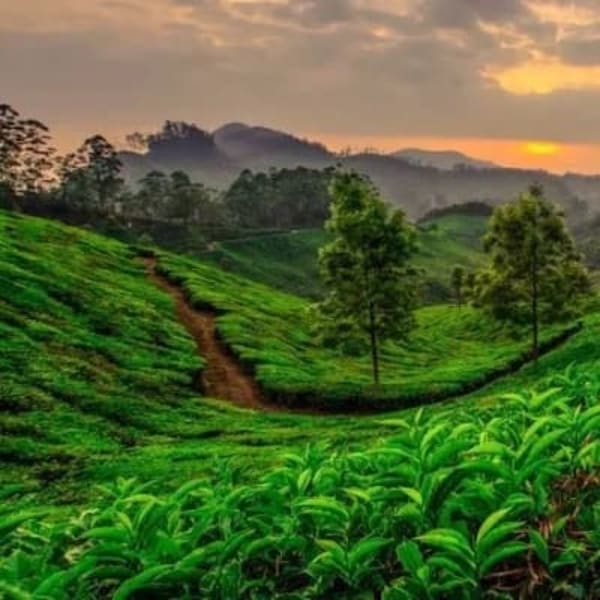 Munnar