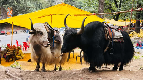 Manali Getaway