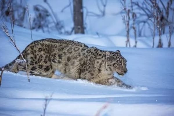 Winter SPITI Expedition with Snow Leopard Spotting