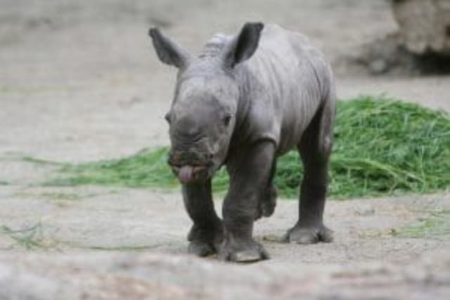 Baby Rhino in Dublin Zoo