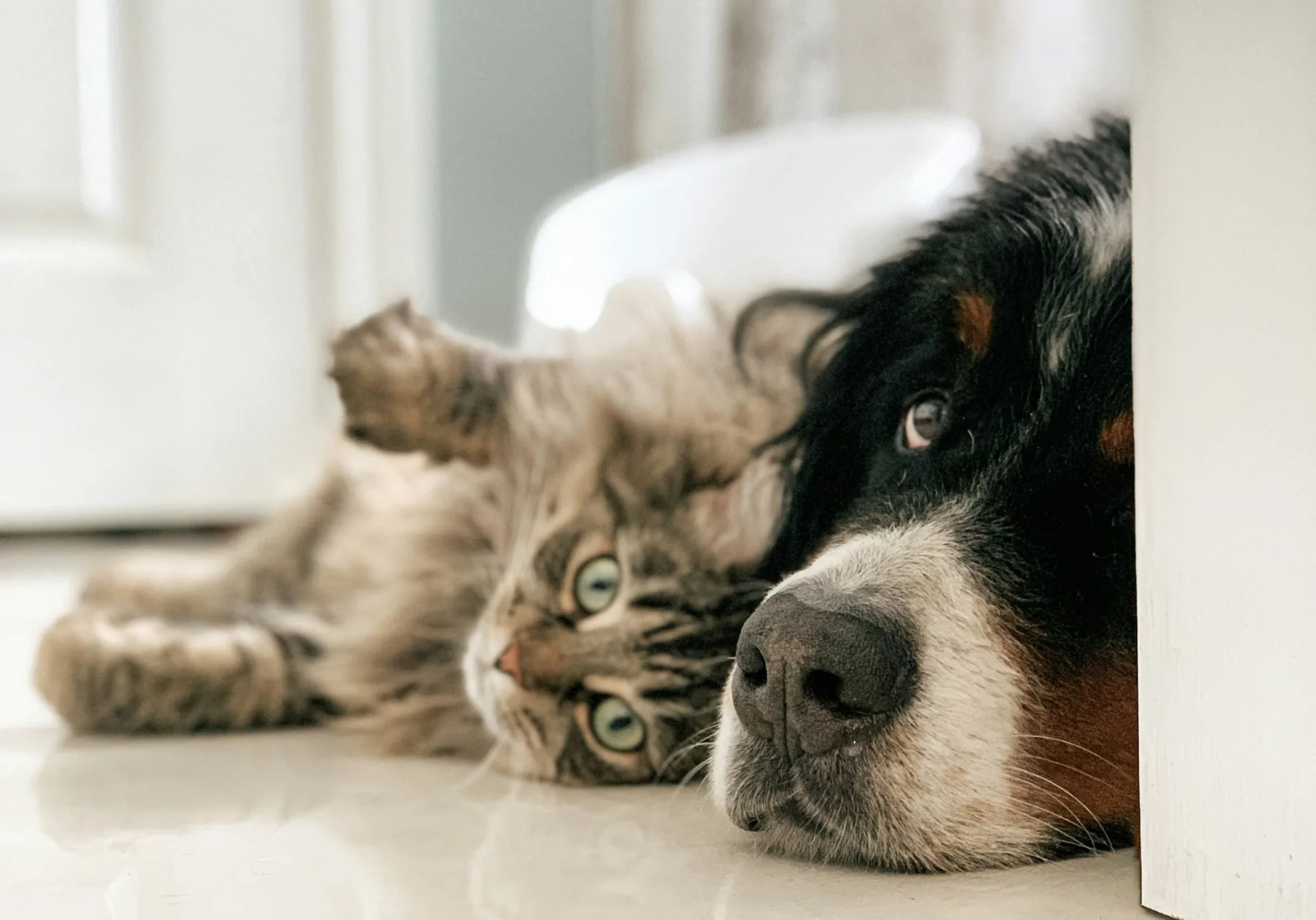 Dispelling Myths: Unveiling Truths About Disability Supports - Kismet