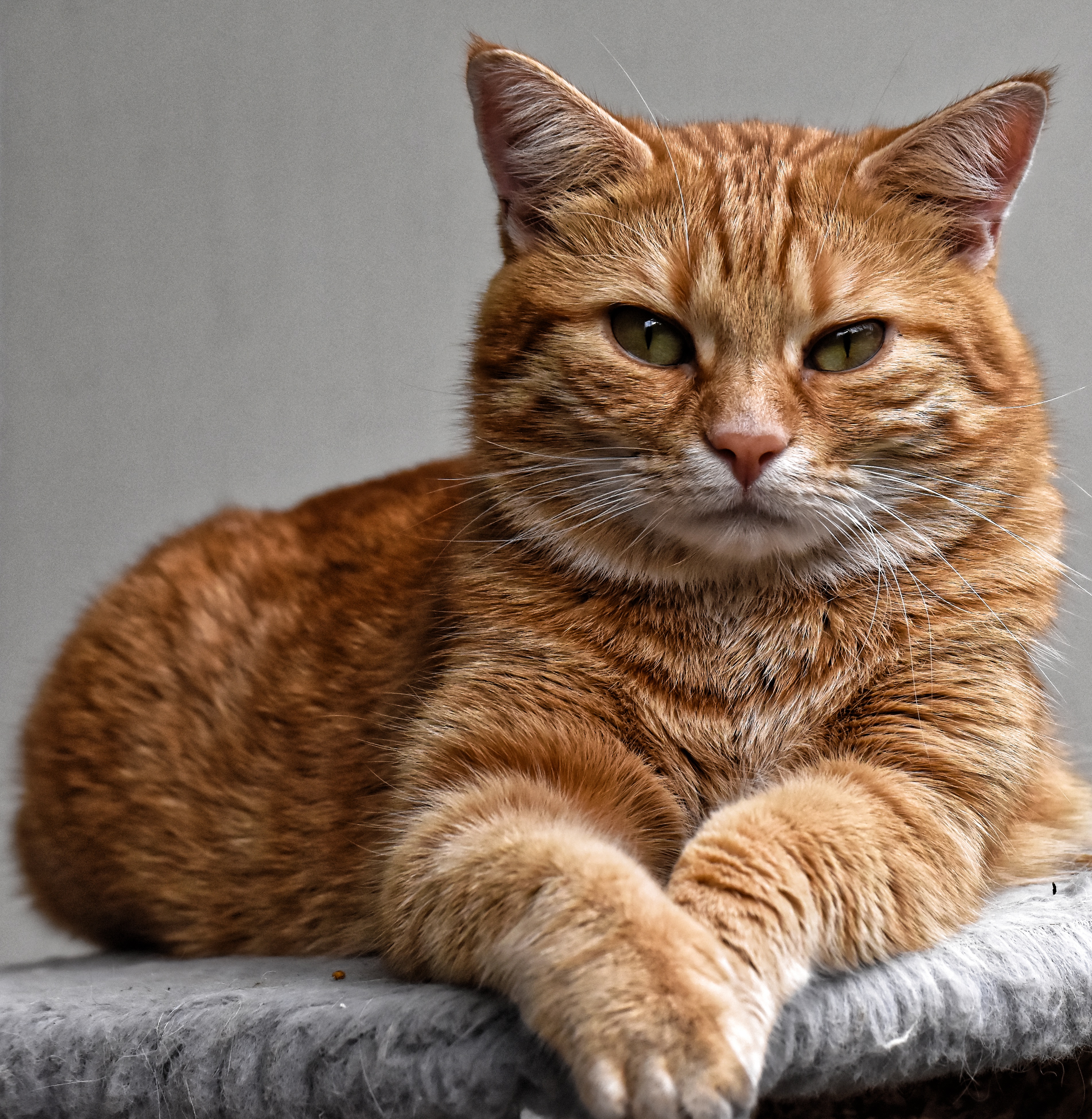 Why Cats? - Daledon Blog