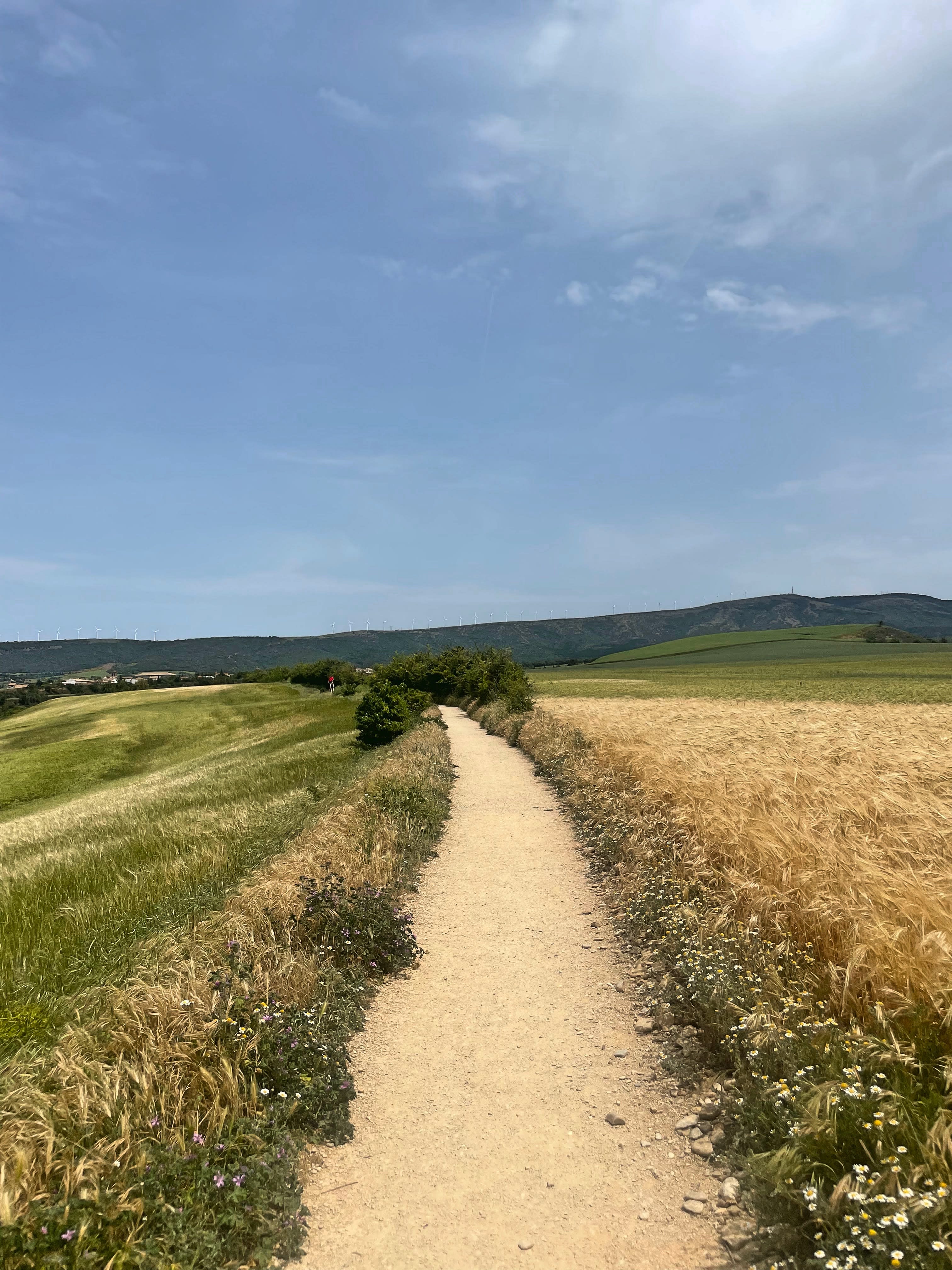 Beautiful wheat field before entering Puente La Reina