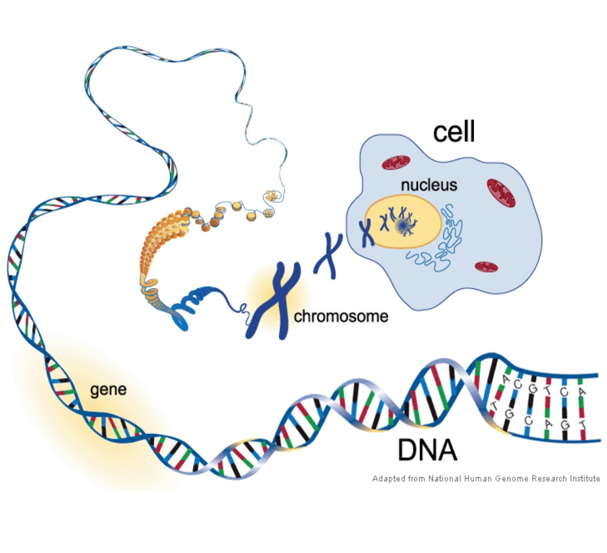 Heredity & Genetics