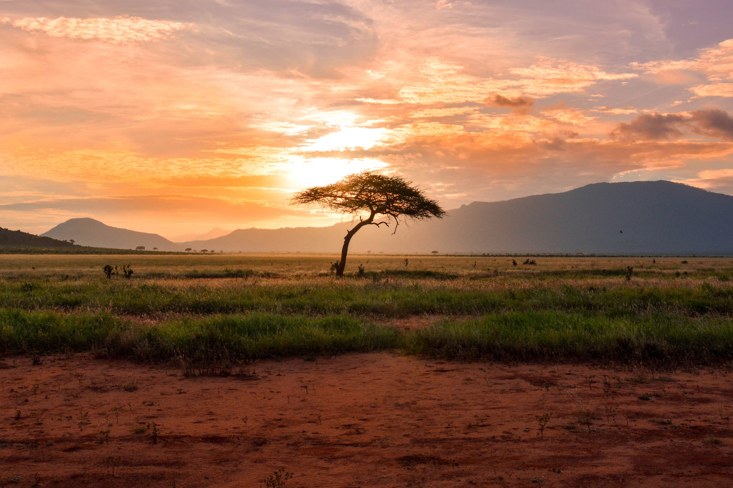 Lone tree in the Serengeti in front of a sunset behind mountain range.