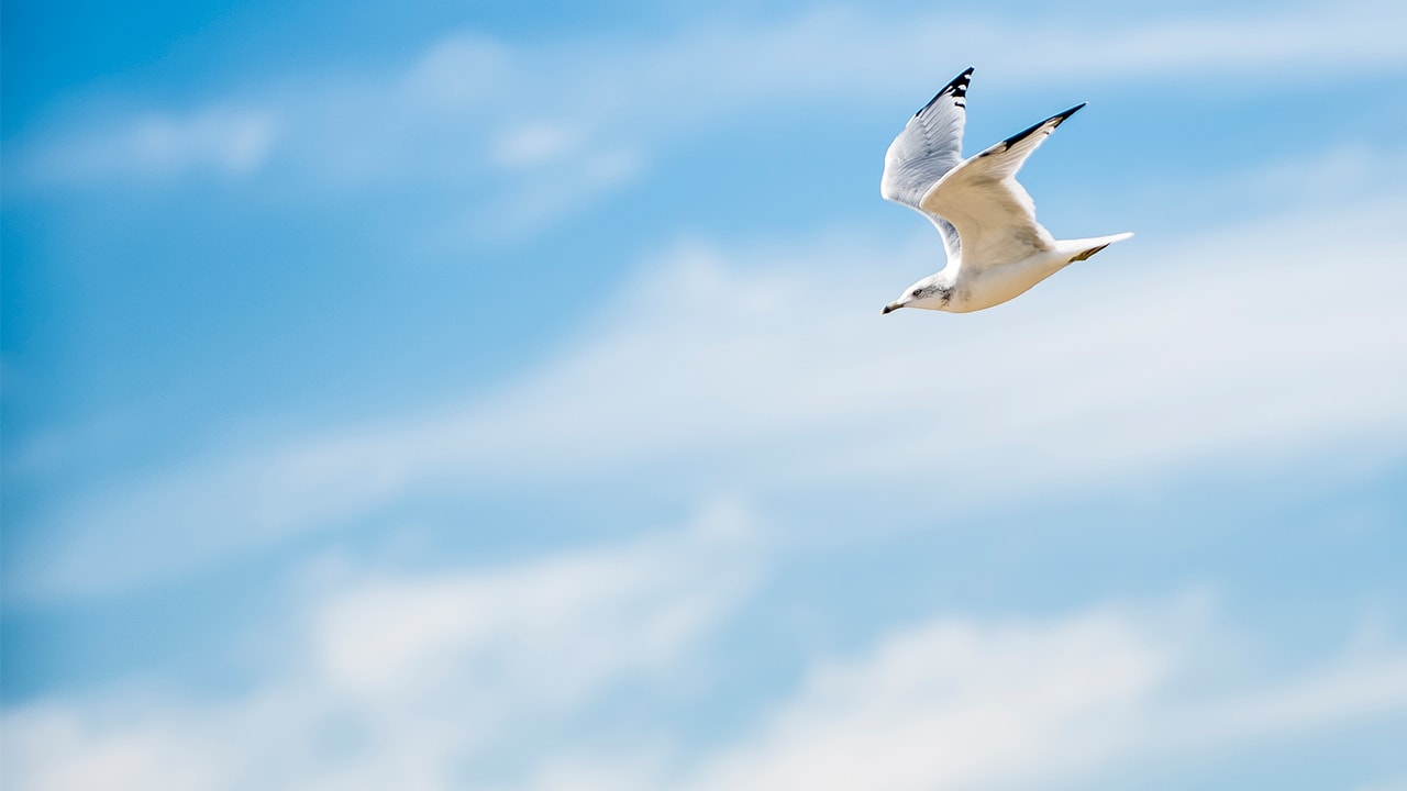 The Freedom of Grace