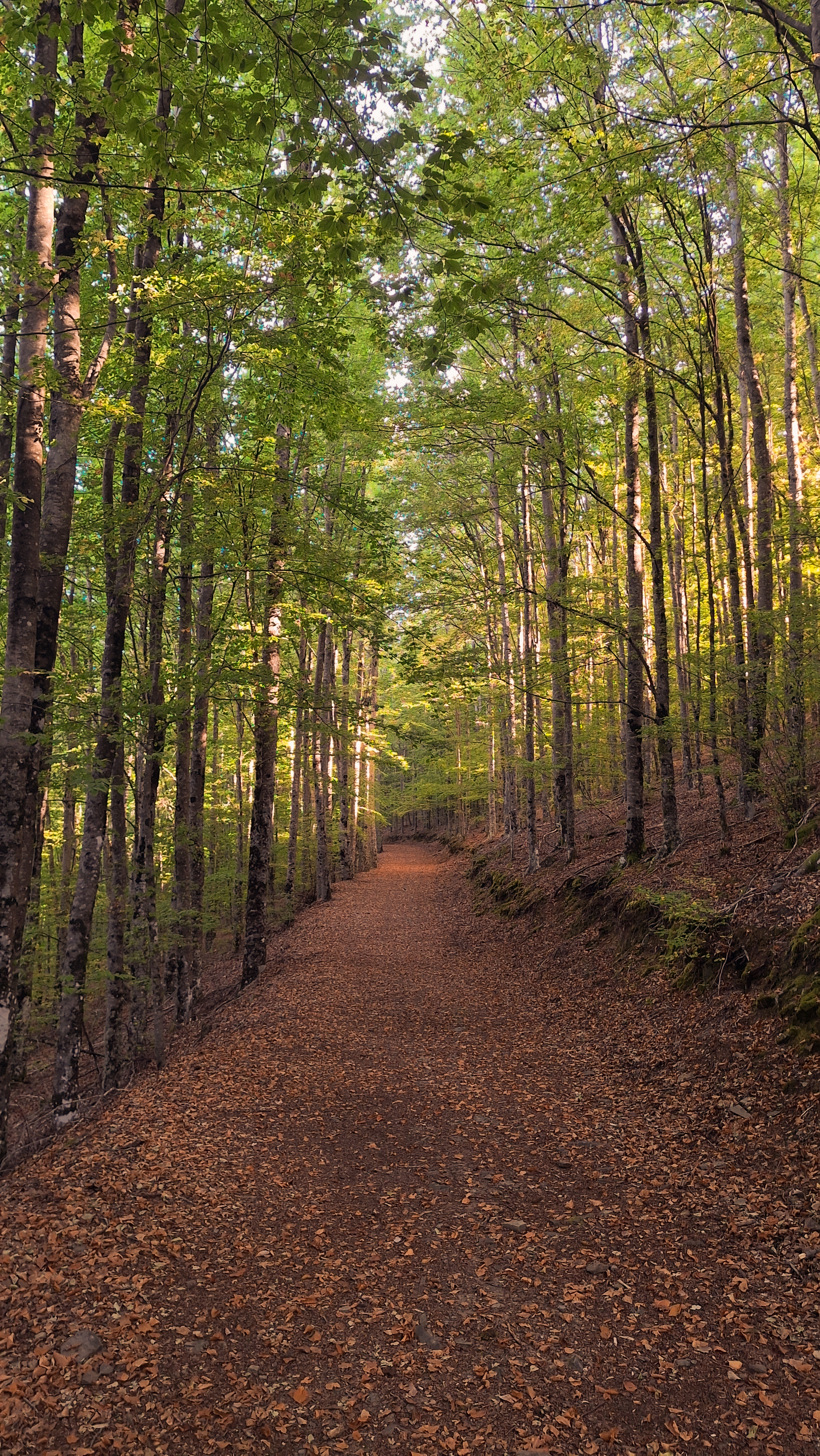 Autumn Special: Route of Beeches and Ancient Forests