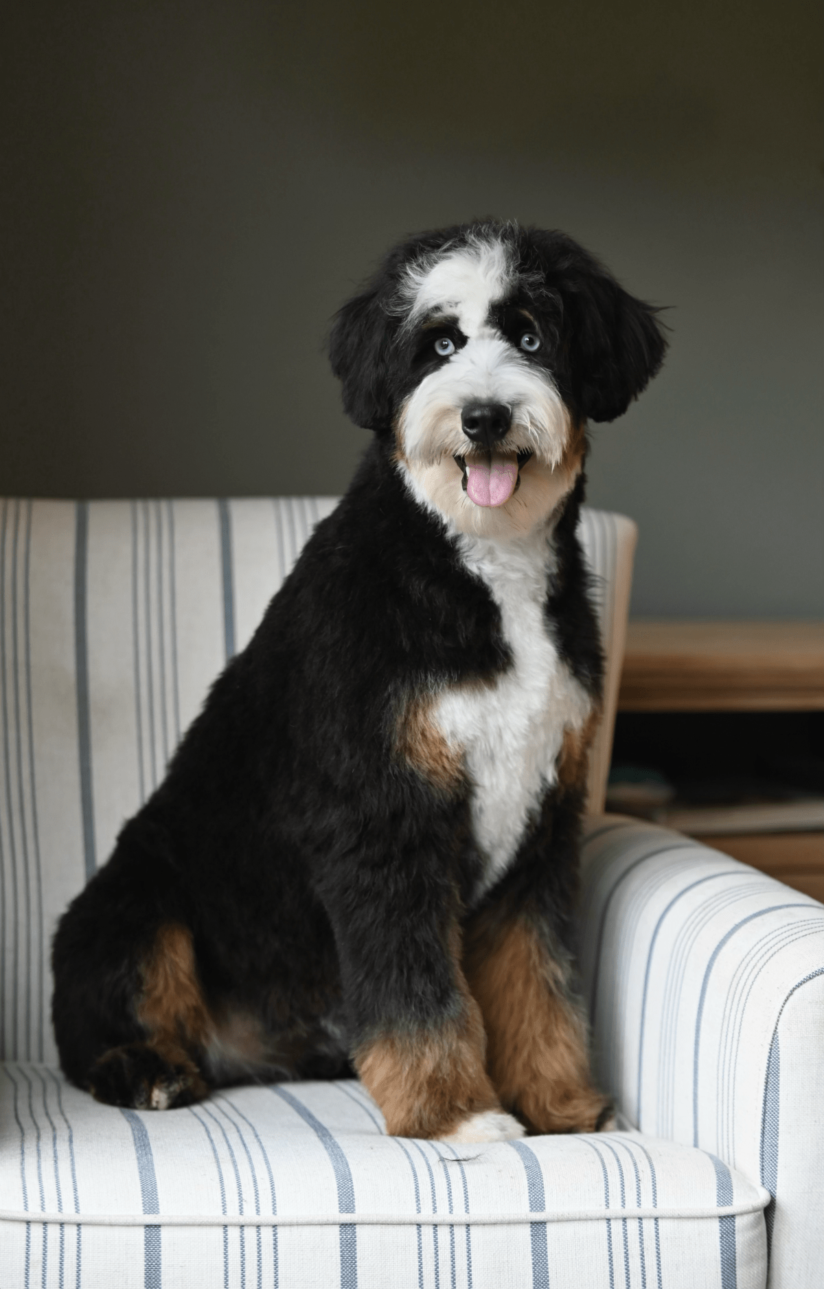 Aurora – health-tested doodle parent dog at Ozark Aussiedoodles, mini aussiedoodle and bernedoodle breeder in Oppelo, Arkansas