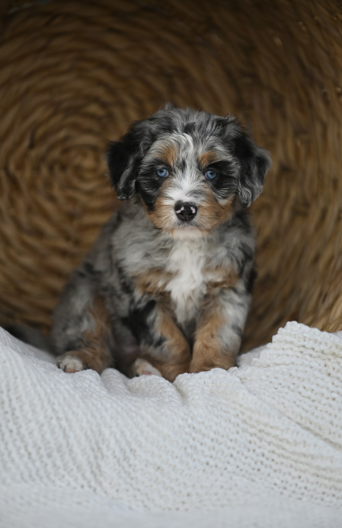 Mini aussiedoodle puppy portrait from Ozark Aussiedoodles – ethical doodle breeder in Oppelo, Arkansas