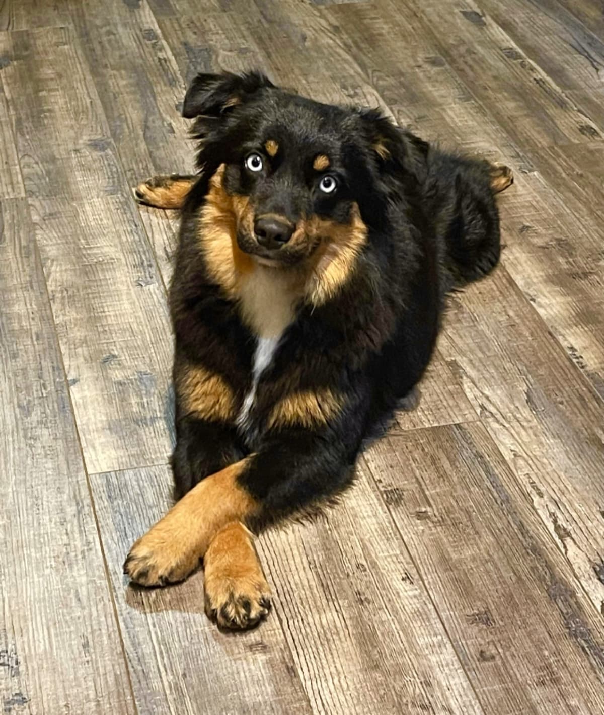 Darlin – health-tested doodle parent dog at Ozark Aussiedoodles, mini aussiedoodle and bernedoodle breeder in Oppelo, Arkansas