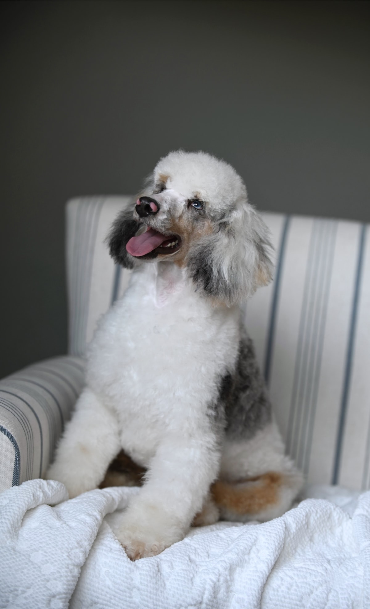 Naveen – health-tested doodle parent dog at Ozark Aussiedoodles, mini aussiedoodle and bernedoodle breeder in Oppelo, Arkansas