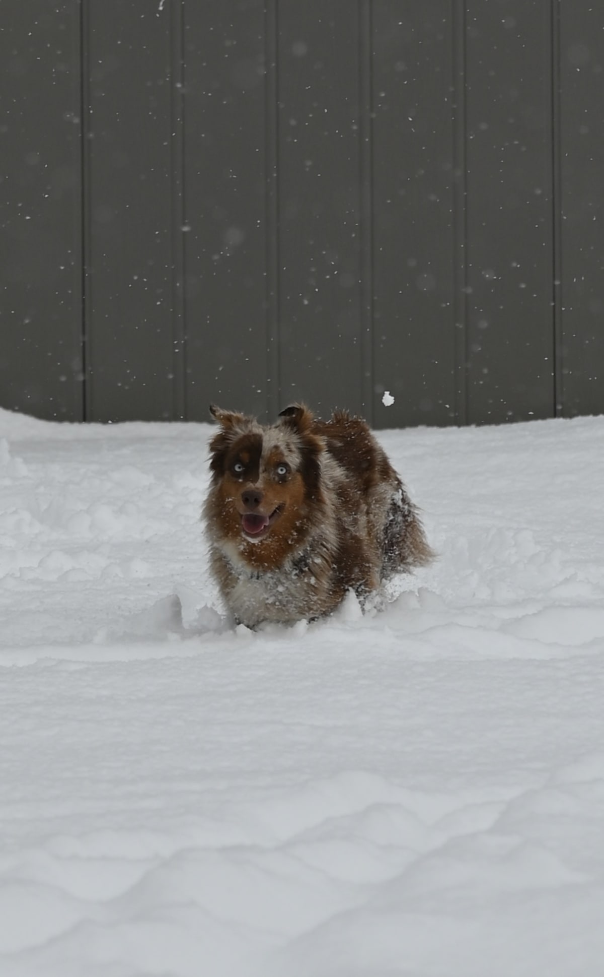 Ember – health-tested doodle parent dog at Ozark Aussiedoodles, mini aussiedoodle and bernedoodle breeder in Oppelo, Arkansas