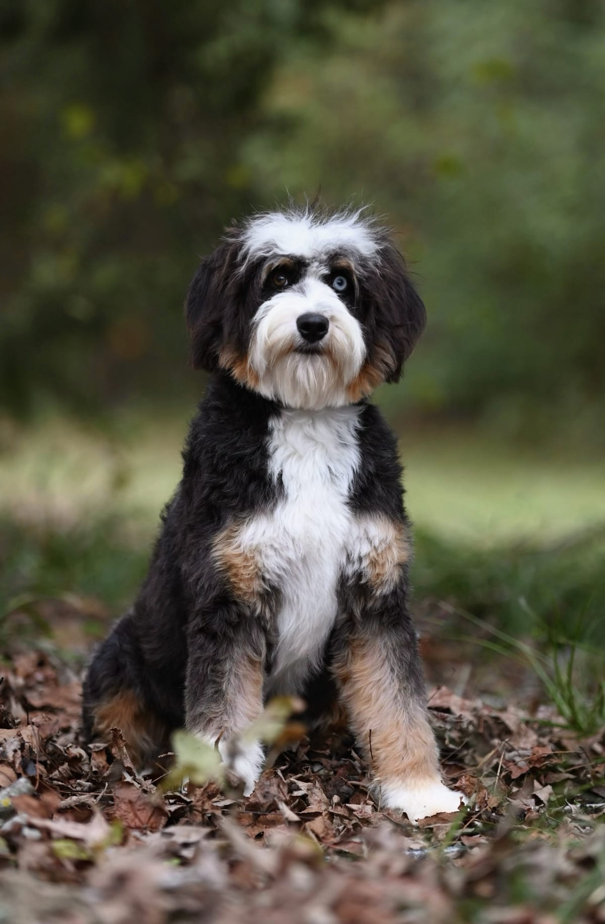 Ivy – health-tested doodle parent dog at Ozark Aussiedoodles, mini aussiedoodle and bernedoodle breeder in Oppelo, Arkansas