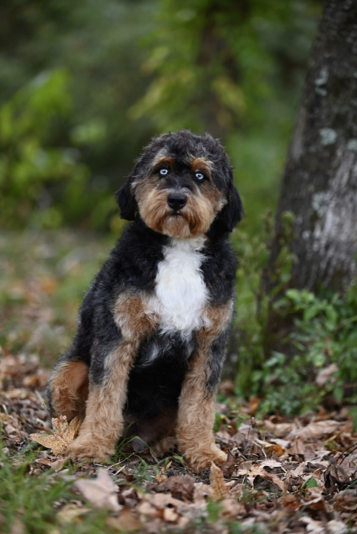Wrenly – health-tested doodle parent dog at Ozark Aussiedoodles, mini aussiedoodle and bernedoodle breeder in Oppelo, Arkansas