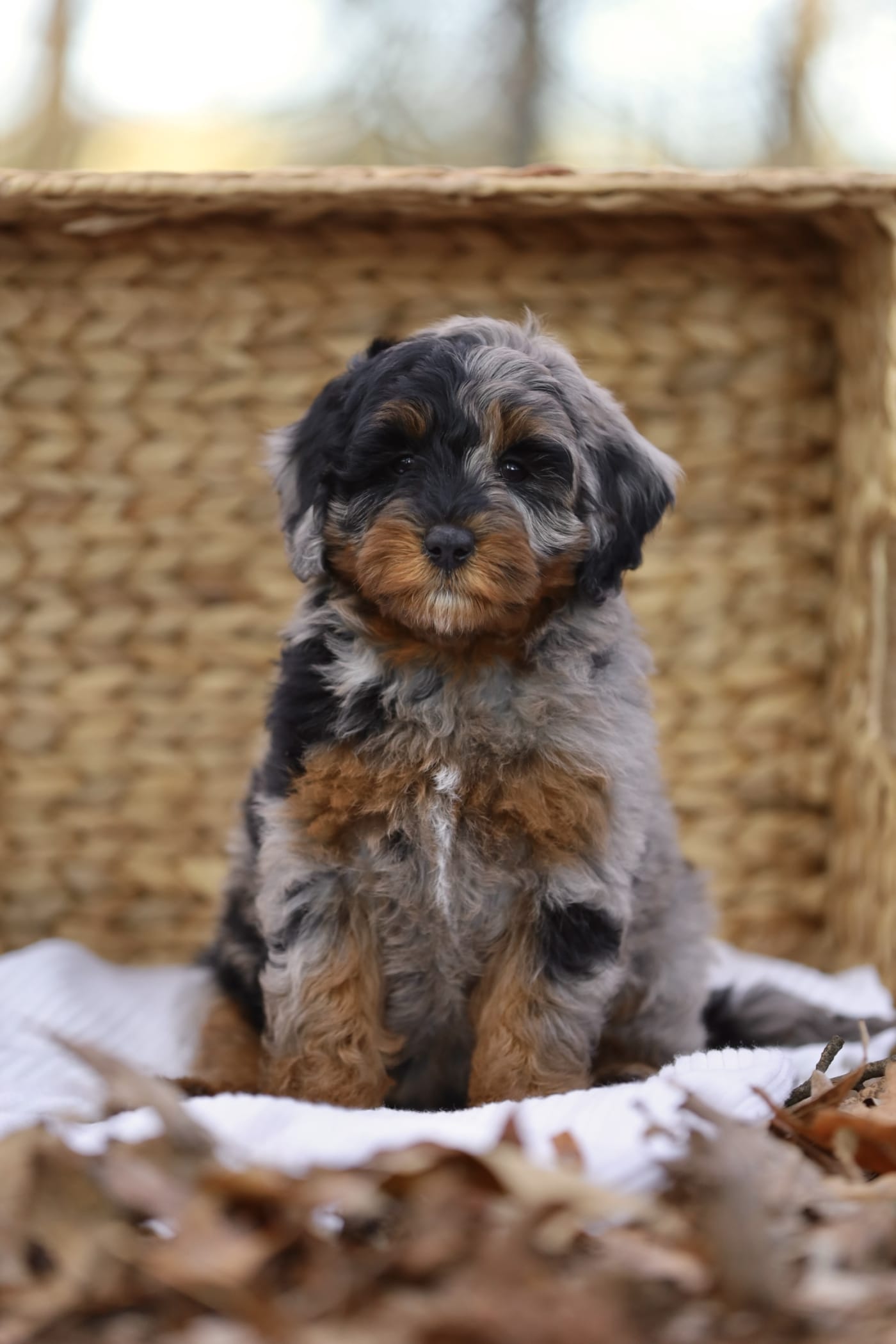 Merle mini aussiedoodle puppy for sale in Oppelo, Arkansas – Ozark Aussiedoodles breeder