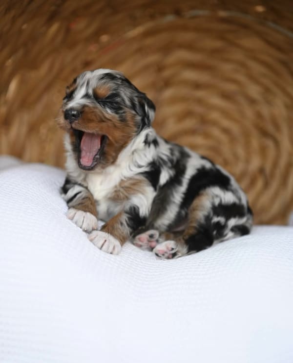 Past mini doodle puppy raised at Ozark Aussiedoodles in Oppelo, Arkansas – mini aussiedoodle and mountain doodle breeder