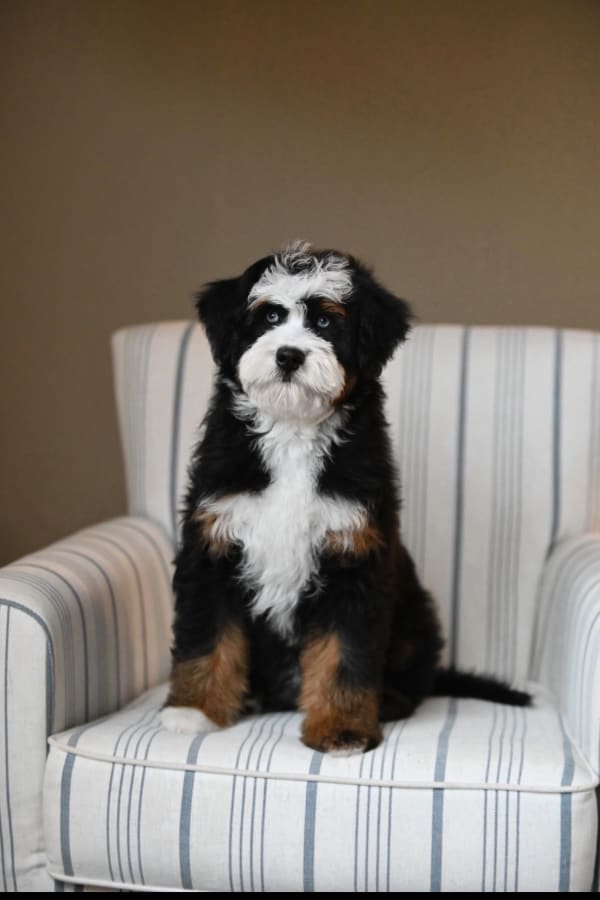 Past mini doodle puppy raised at Ozark Aussiedoodles in Oppelo, Arkansas – mini aussiedoodle and mountain doodle breeder