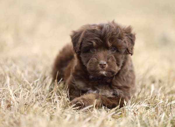 Past mini doodle puppy raised at Ozark Aussiedoodles in Oppelo, Arkansas – mini aussiedoodle and mountain doodle breeder