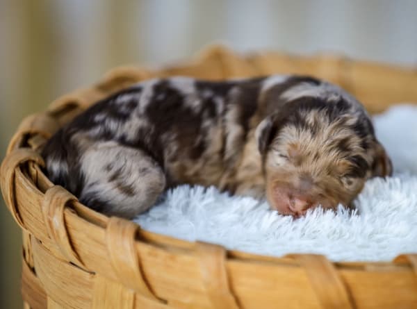 Past mini doodle puppy raised at Ozark Aussiedoodles in Oppelo, Arkansas – mini aussiedoodle and mountain doodle breeder
