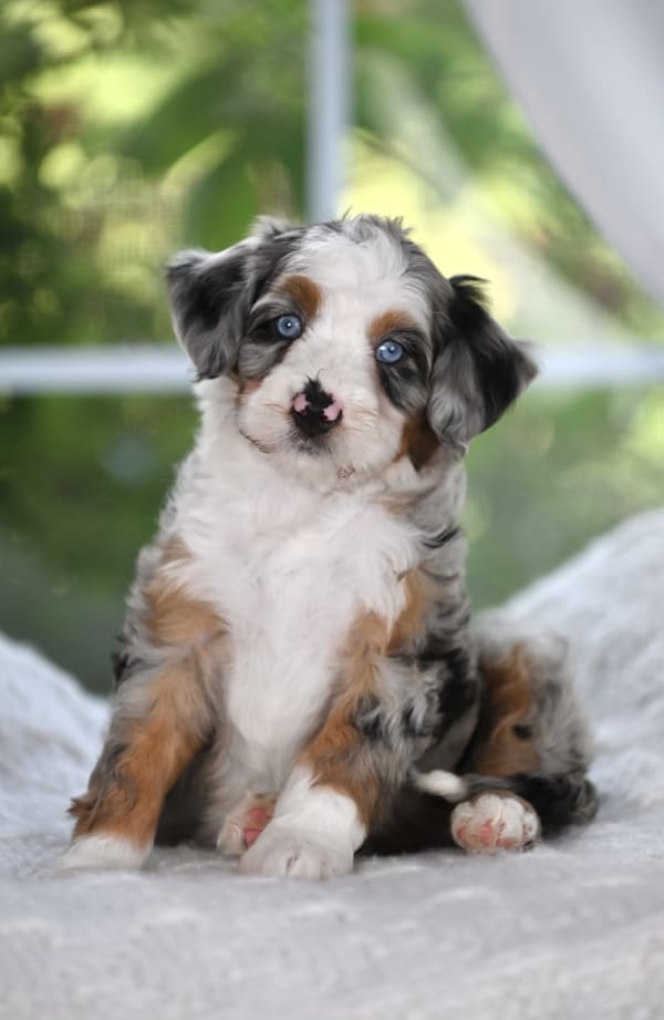 Past Australian Mountain Doodle puppy Renee from Ozark Aussiedoodles