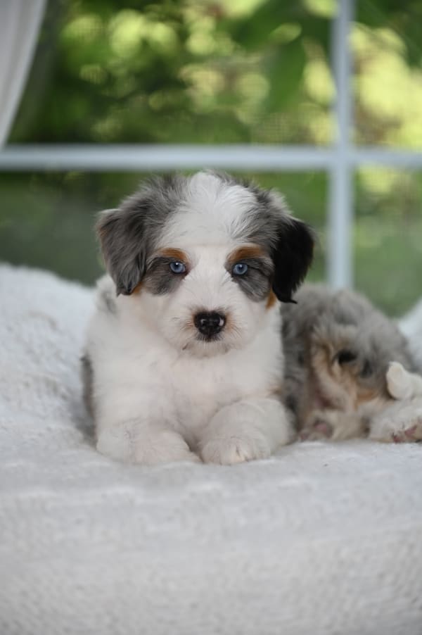 Past Australian Mountain Doodle puppy Sid from Ozark Aussiedoodles