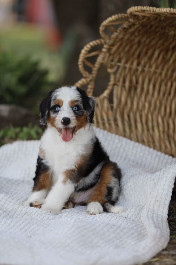 Past Australian Mountain Doodle puppy Harry from Ozark Aussiedoodles