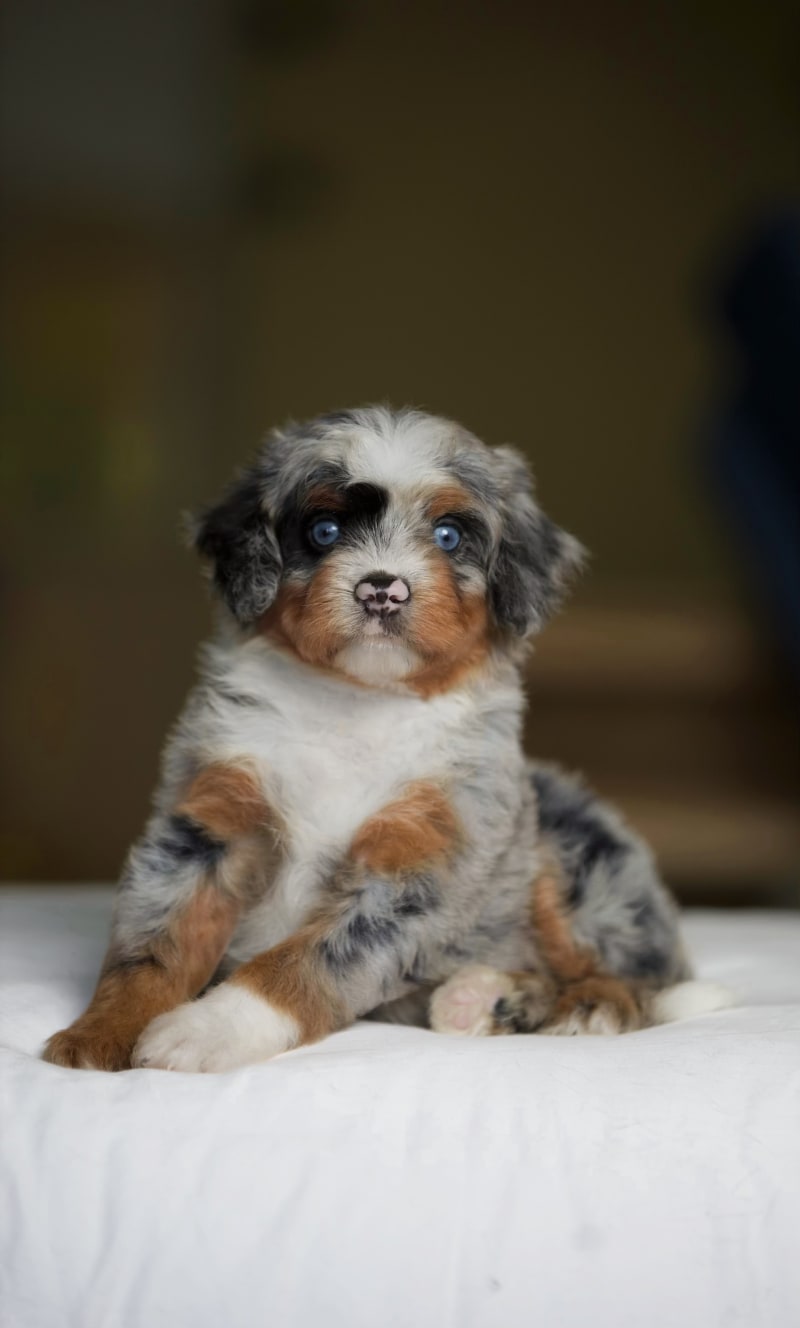 Reserved Mini Aussiedoodle puppy Winston from Ozark Aussiedoodles