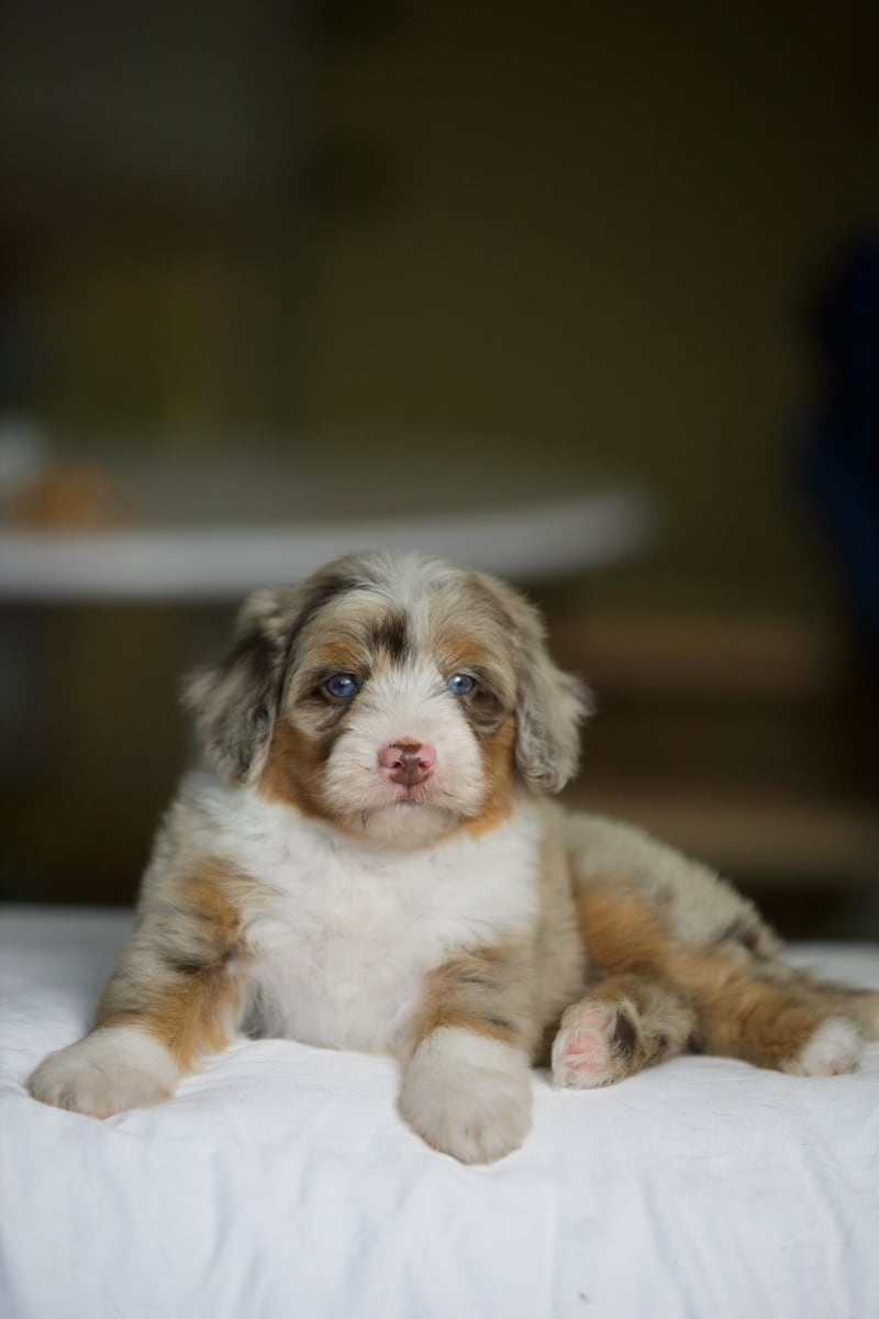 Everett – australian mountain doodle puppy for sale in Oppelo, AR from Ozark Aussiedoodles