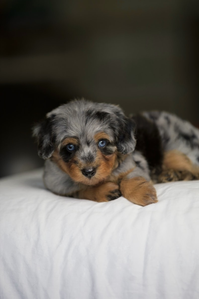 Reserved female Mini Aussiedoodle puppy Eleanor from Ozark Aussiedoodles