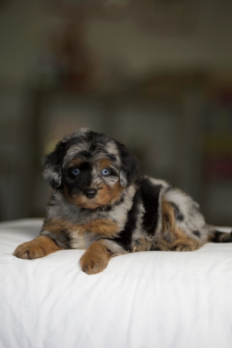 Reserved female Mini Aussiedoodle puppy Louisa from Ozark Aussiedoodles