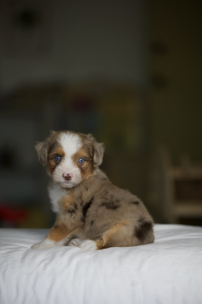 Reserved Mini Aussiedoodle puppy Herbert from Ozark Aussiedoodles in Arkansas