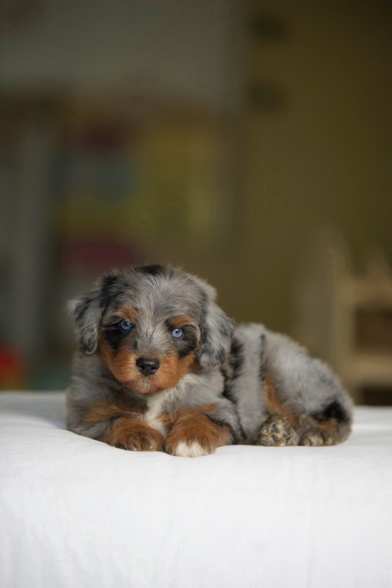 Reserved Mini Aussiedoodle puppy Gilbert from Ozark Aussiedoodles