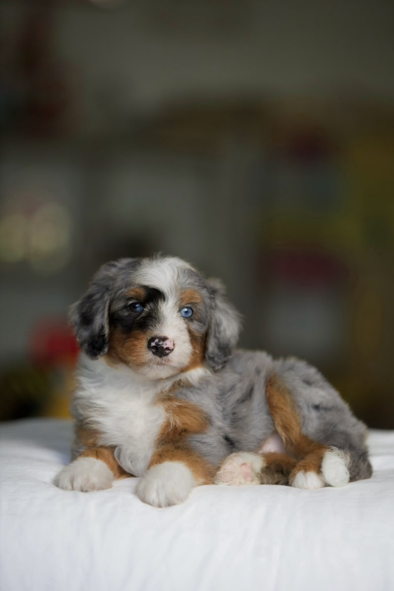 Reserved Mini Aussiedoodle puppy Arthur from Ozark Aussiedoodles
