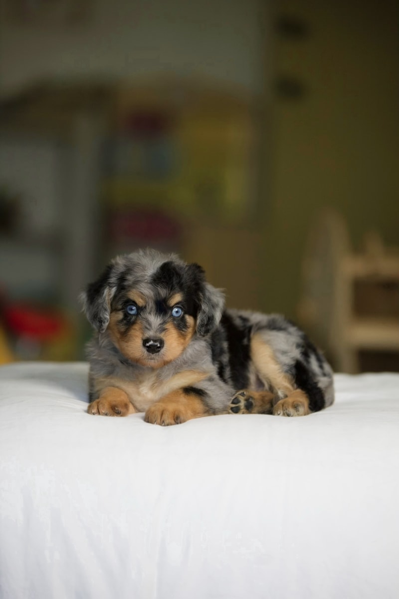 Reserved Mini Aussiedoodle puppy Raymond from Ozark Aussiedoodles in Oppelo Arkansas