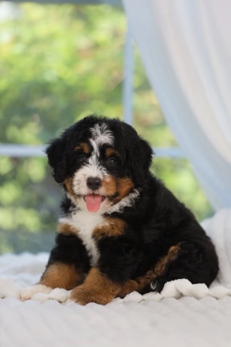 Reserved Mini Bernedoodle puppy Reina from Ozark Aussiedoodles in Arkansas