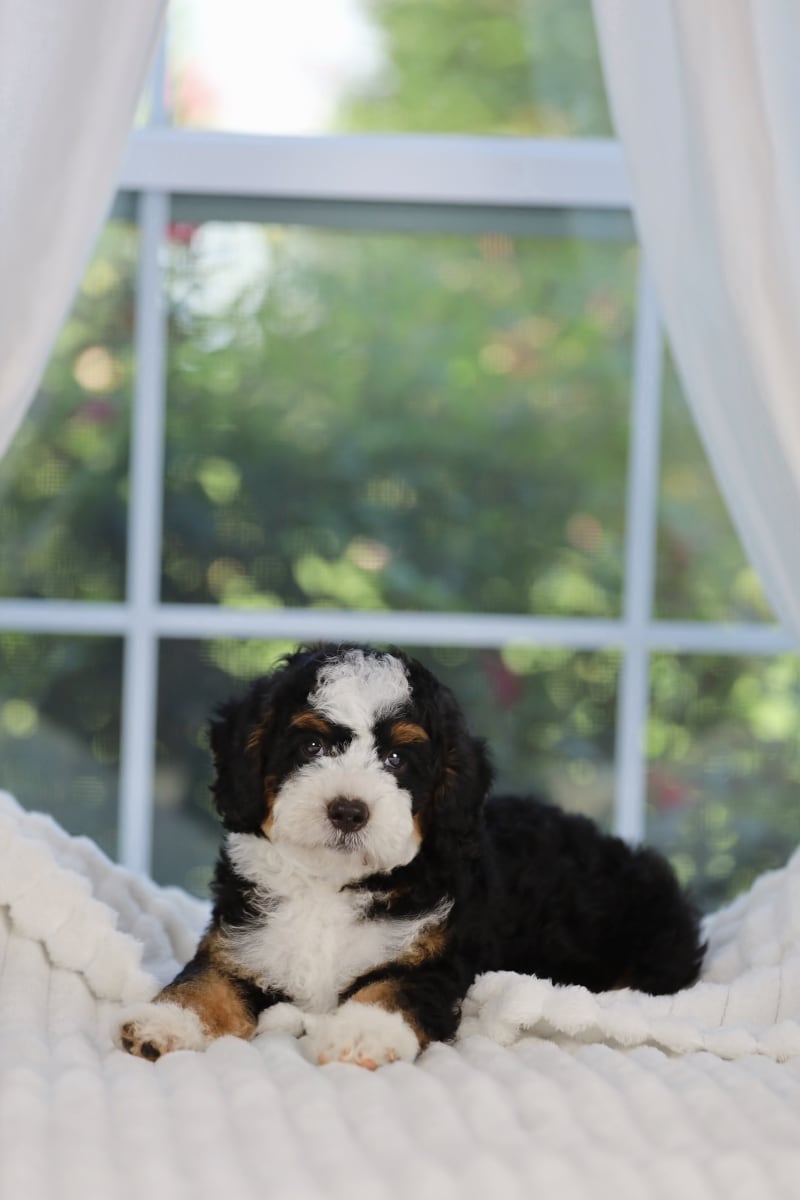Reserved Mini Bernedoodle puppy Kaiser from Ozark Aussiedoodles in Arkansas